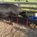 Eastyn helping feed the cows