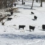 Big snow in north Alabama