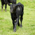 Premier Angus ET calves