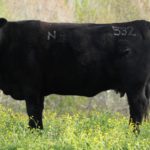 Premier Angus Donor Cow