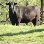 Premier Angus Donor Cow