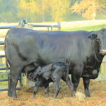 Premier Angus Genetics