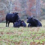 Premier Angus Genetics Donor Cows